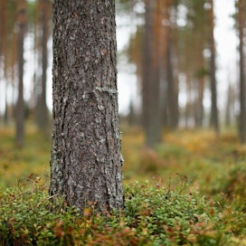 Pohjoisissa maakunnissa on mahdollisuus kestävästi kasvattaa puunhankintaa 6,5 miljoonaa kuutiometriä, arvioi metsäkeskus.