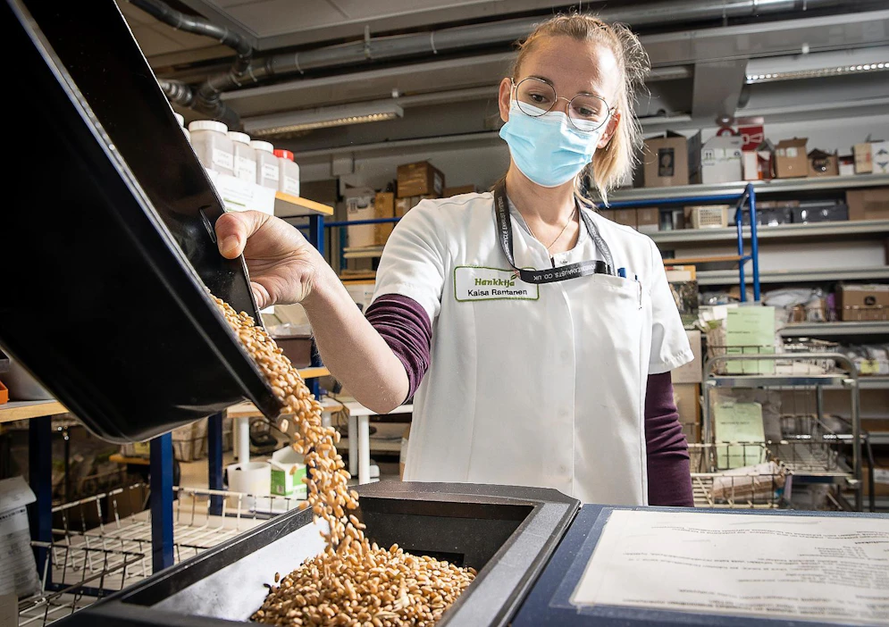 Kevätvehnän laatu on ollut tänä vuonna viime vuosia heikompi, joskin näytteissä on suurta vaihtelua. Laborantti Kaisa Rantanen kaatoi tiistaina kevätvehnän Jaarli-lajikkeen siemenviljaa NIT-analyysia varten Hankkija Oy:n rehu- ja viljalaboratoriossa Turussa. Analyysissä selvitetään viljan kosteus, hehtolitran paino sekä valkuais- ja tärkkelyspitoisuus.