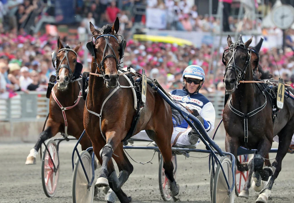 Kuvassa Twist Of Fate toukokuussa Solvallan kolmivuotiseliitissä, jossa se oli kovalla 11,5-ajalla toinen. Sen kausi on jatkunut kesällä arvokkailla totosijoilla E3-finaaleissa.