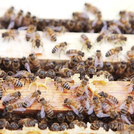Viime talvi aiheutti paljon mehiläiskuolemia.