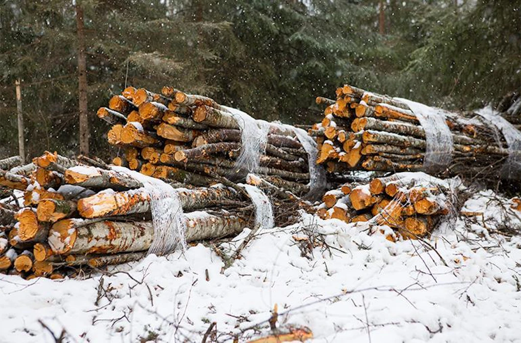 Yksityismetsien kantorahatulot ovat kivunneet ylöspäin lähes koko 2010-luvun. Pellervon taloustutkimuksen mukaan yksityismetsien bruttokantorahatulot nousevat tänä vuonna reilun neljänneksen viime vuoteen verrattuna.