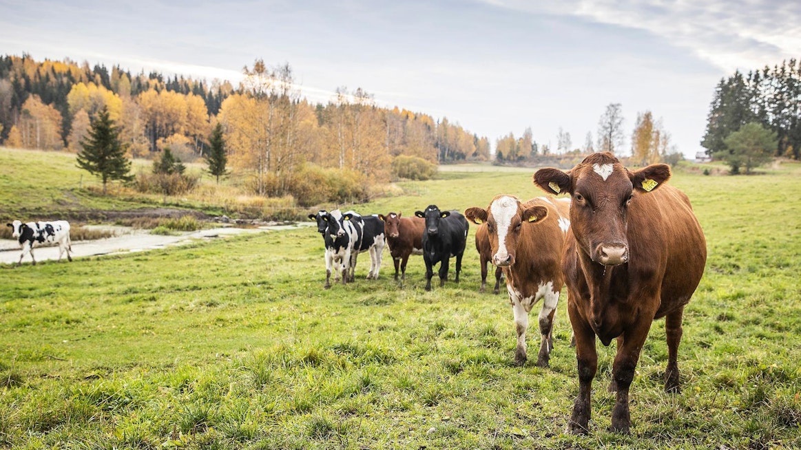 Karjan laiduntamisella on ruuantuotannon lisäksi ekologinen, luonnon monimuotoisuuteen liittyvä merkitys. Jyrki Peltolan tilan nurmiseoksissa on 10–20 eri kasvilajia. Pellot ovat olleet luomussa yli 10 vuotta.