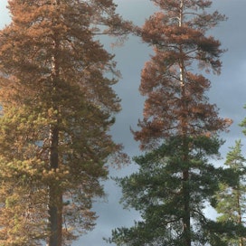Suomi on tiukasti suojellulla metsämaalla Euroopan ykkönen.