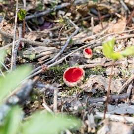 Punamaljakas kasvaa tyypillisesti oksissa ja risukoissa. Sitä ei käytetä ruokasienenä.
