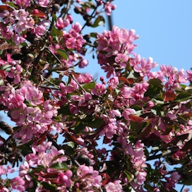 Lämpimät säät ovat innostaneet kirsikat jo kukkimaan Etelä-Suomessa.
