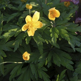 Monet kasvit, kuten keltavuokot, ovat puhjenneet kukkaan Etelä-Suomessa. LEHTIKUVA / Ritva Siltalahti