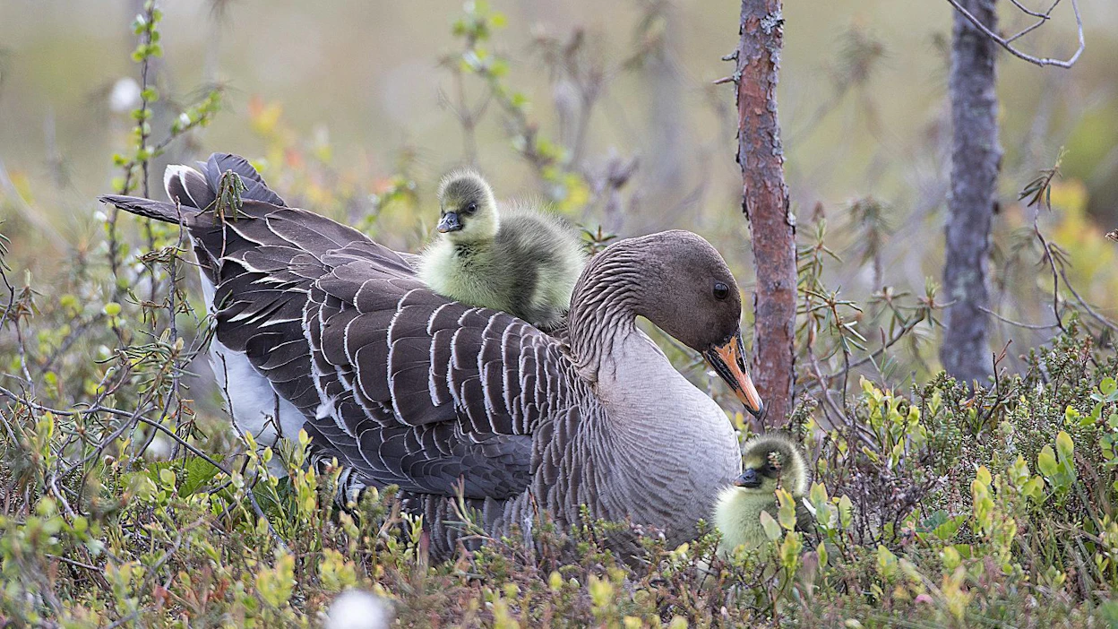 Sulkiva kanta koostuu lisääntymisessään onnistuneista aikuisista hanhista ja niiden poikasista, jotka pysyvät kesän pesimäalueilla. Pesinnässä epäonnistuneet ja pesimättömät metsähanhet muuttavat yleensä sulkimaan Venäjän tundralle, Novaja Zemljalle.
