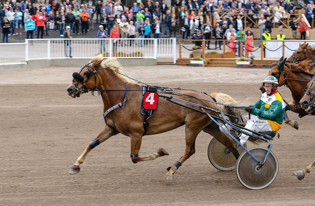 Timo Tuomisen ohjastama Metsärinteen Valta palailee varsalomalta kilparadoille.