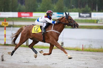 Janita Antti-Roiko aloittaa montén kahdella uudella valmennettavallaan viikon sisään: Slippery Runwaylla lauantaina ja Valiant Dreamilla tiistaina. Kuvan Hopefully Quick on jo kannuksensa ansainnut kyseisessä lajissa.