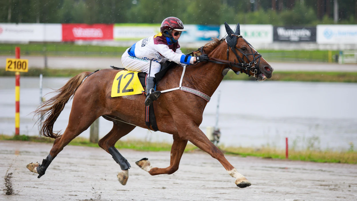 Janita Antti-Roiko aloittaa montén kahdella uudella valmennettavallaan viikon sisään: Slippery Runwaylla lauantaina ja Valiant Dreamilla tiistaina. Kuvan Hopefully Quick on jo kannuksensa ansainnut kyseisessä lajissa.
