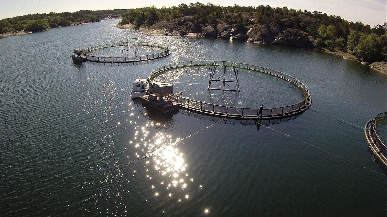 Kirjolohen kasvatusta avomeren ääressä Ahvenanmaan Brändöössä.