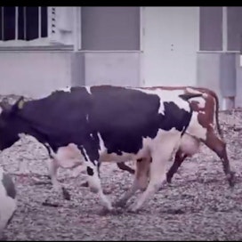 Videolla lehmät pelaavat jalkapalloa.