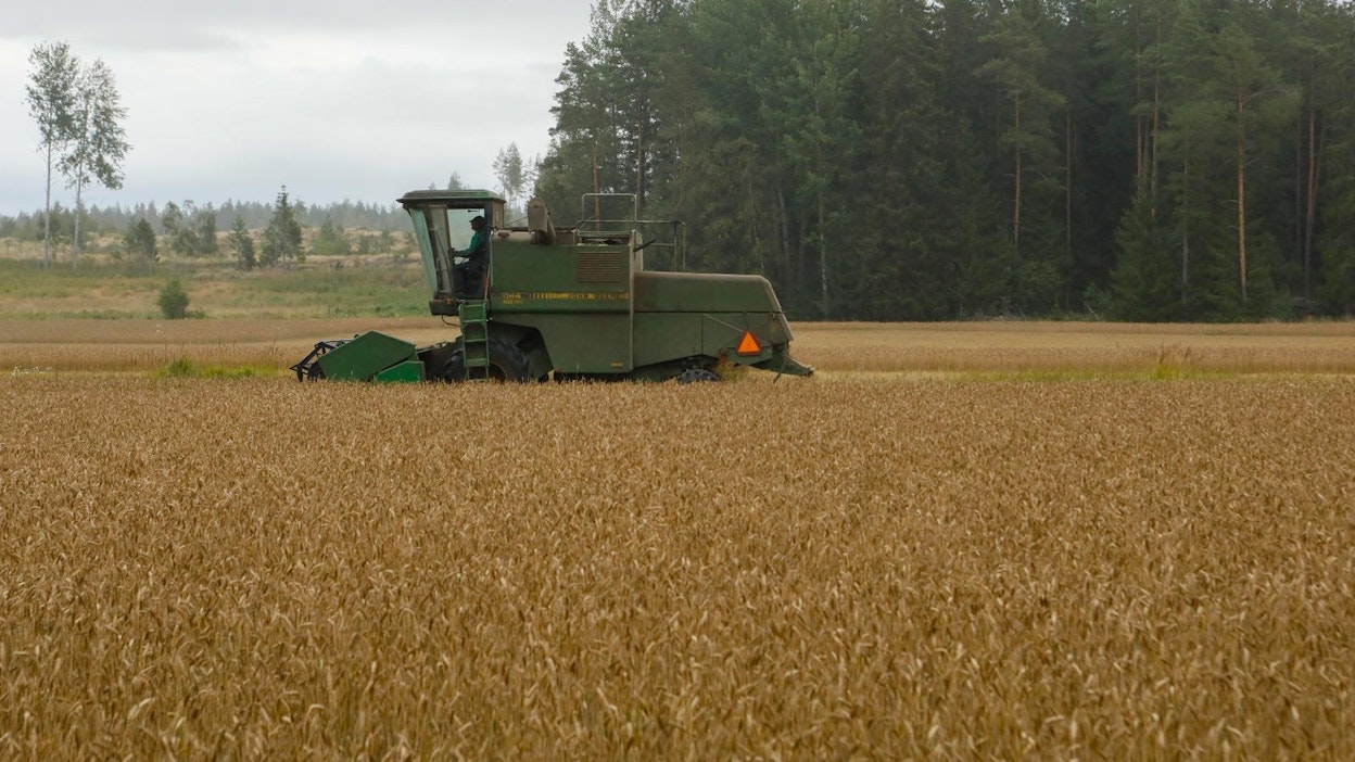 Kevätvehnää puitiin Nousiaisissa elokuun lopussa.
