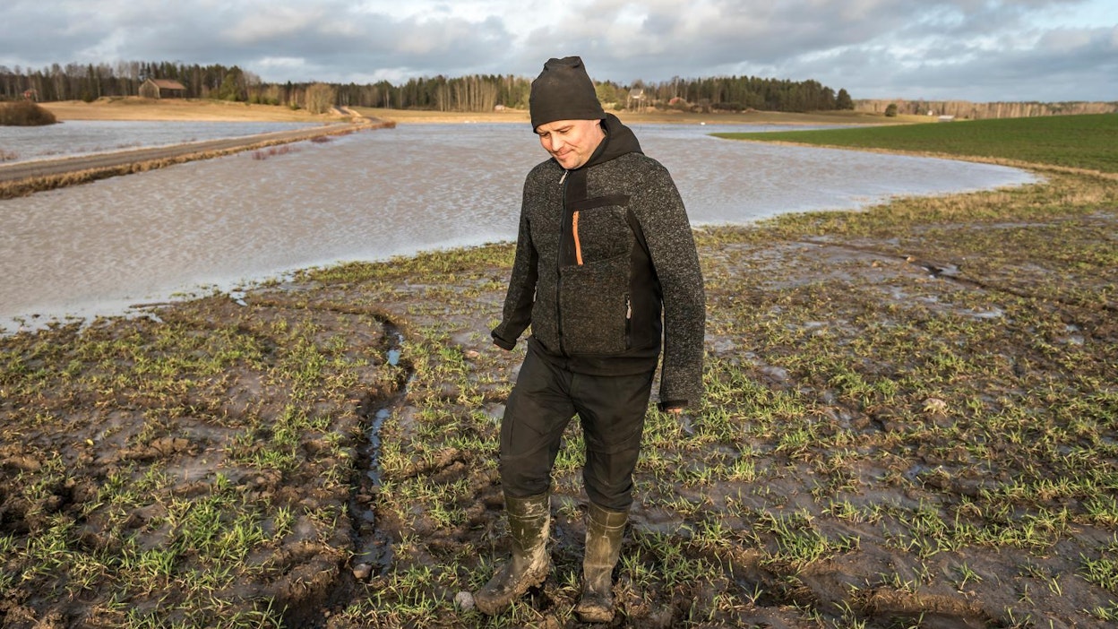 Janne Salminen tutki maanantaina ruispeltoaan Salon Perniössä. Tulva ei yltänyt aivan kasvustoon asti, mutta rankat sateet olivat jättäneet peltoon jälkensä.
