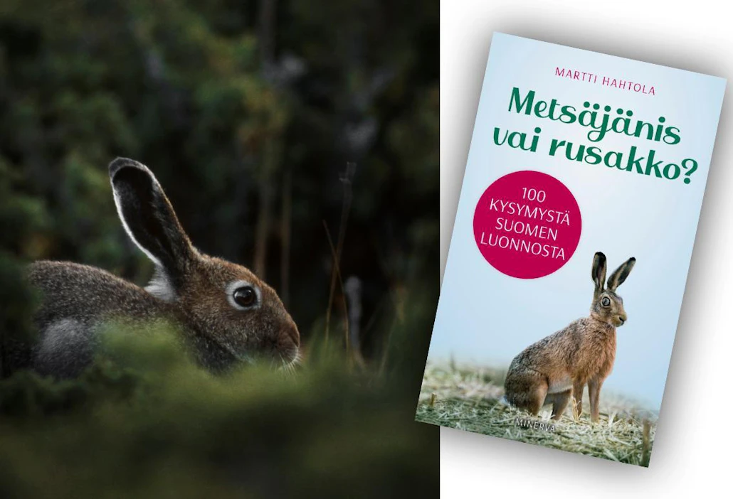 Martti Hahtola: Metsäjänis vai rusakko? 100 kysymystä Suomen luonnosta. 239 sivua. Minerva.
