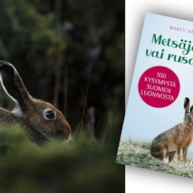 Martti Hahtola: Metsäjänis vai rusakko? 100 kysymystä Suomen luonnosta. 239 sivua. Minerva.
