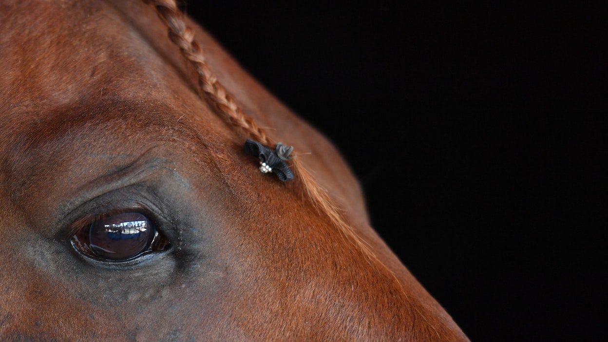Eläinrääkkäys sattui Laitilassa 100 vuotta sitten. Kuvituskuva.