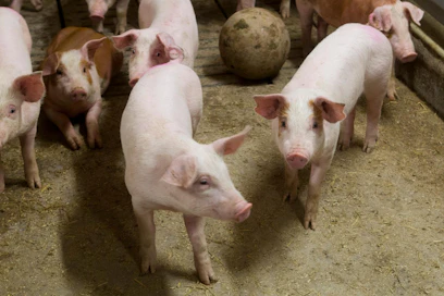 Koronavirus ei ole suomalaisissa teurastamoissa levinnyt kuten esimerkiksi Yhdysvalloissa ja Saksassa.