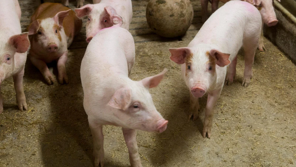 Koronavirus ei ole suomalaisissa teurastamoissa levinnyt kuten esimerkiksi Yhdysvalloissa ja Saksassa.