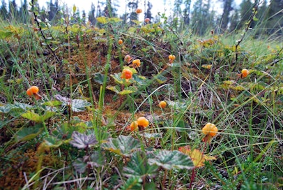 Hillan lehdet voisivat Luken tietopaketin perusteella tuoda helpotusta naisten vaihdevuosivaivoihin.