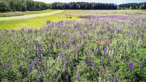 Vuoden maisemateko -kilpailussa torjuttiin runsaasti etenkin lupiinia.