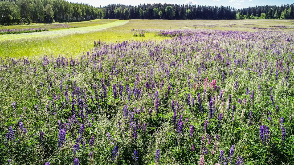 Vuoden maisemateko -kilpailussa torjuttiin runsaasti etenkin lupiinia.