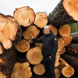 Hannu Kurkinen havainnollistaa jättipuiden kokoa. Ikää puilla on noin 200 vuotta.