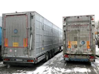 Liettualaiset eläinkuljetusautot vievät sinikettuja Kokkolassa sijaitsevalta turkistarhalta Helsinki-Vantaan lentoasemalle, josta eläimet kuljetetaan rahtikoneella Kiinaan. Torstaina autot odottelivat pääsyä tarhalle kokkolalaisella huoltoasemalla.