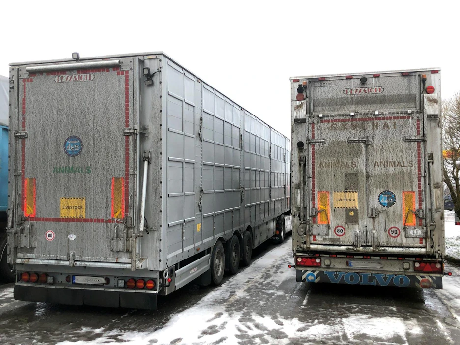 Liettualaiset eläinkuljetusautot vievät sinikettuja Kokkolassa sijaitsevalta turkistarhalta Helsinki-Vantaan lentoasemalle, josta eläimet kuljetetaan rahtikoneella Kiinaan. Torstaina autot odottelivat pääsyä tarhalle kokkolalaisella huoltoasemalla.