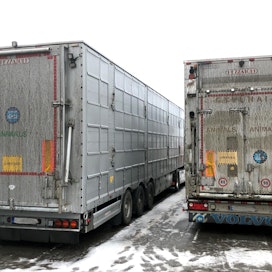 Liettualaiset eläinkuljetusautot vievät sinikettuja Kokkolassa sijaitsevalta turkistarhalta Helsinki-Vantaan lentoasemalle, josta eläimet kuljetetaan rahtikoneella Kiinaan. Torstaina autot odottelivat pääsyä tarhalle kokkolalaisella huoltoasemalla.