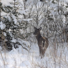 Osassa Suomea lunta on paljon, mikä voi aiheuttaa ravinnon puutetta eläimille. Lehtikuva / Markku Ulander