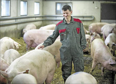 Seppo Paavolan pihattosikalassa yli 200-kiloiset emakot ovat irrallaan 38 sian ryhmissä. Esko Keski-Vähälä