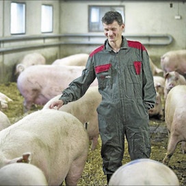 Seppo Paavolan pihattosikalassa yli 200-kiloiset emakot ovat irrallaan 38 sian ryhmissä. Esko Keski-Vähälä