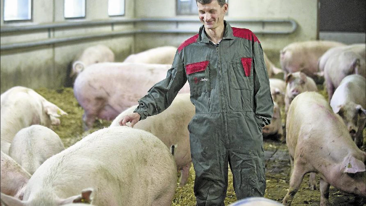 Seppo Paavolan pihattosikalassa yli 200-kiloiset emakot ovat irrallaan 38 sian ryhmissä. Esko Keski-Vähälä