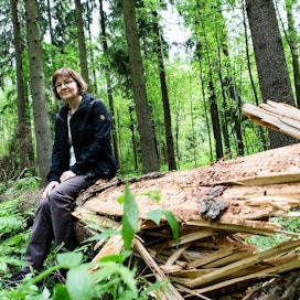 Professori Annikki Mäkelä-Carter testaisi enemmin kotimaisten puulajien eri alkuperiä kuin toisi uusia lajeja Suomeen.