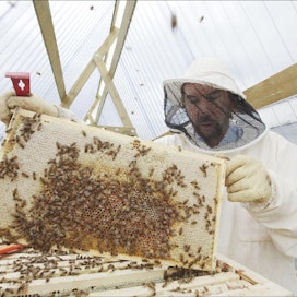 Viikin tutkimuksissa käytettävät mehiläispesät ovat telineissä irti maan pinnasta. Ne on helppo rakentaa ja niillä estetään muurahaisten ja myyrien tuhot, kertoo professori Heikki Hokkanen. Saara Olkkonen