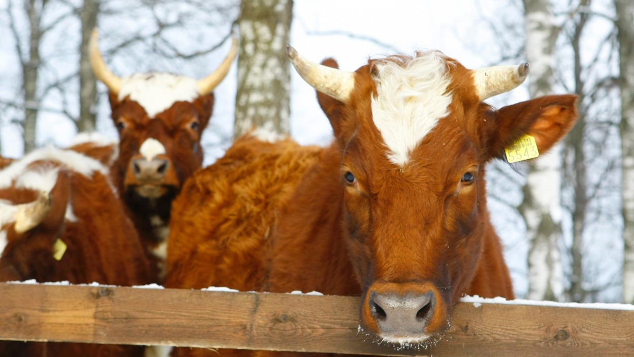 Arkistokuva, kuvan hiehot eivät liity tapaukseen.