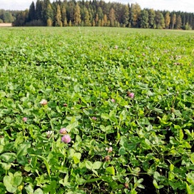 Luomuviljelijä Juha Lahtisen  viherlannoitusnurmi typensitojakasvi apila sinimailas