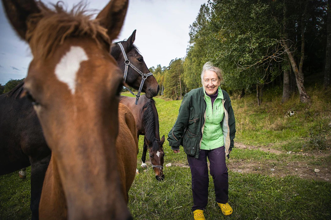 Anna Nordström on kasvattanut hevosia yli 50 vuotta. Etualan suomenhevosvarsa Erissana on syntynyt toukokuussa. Tammavarsan isä on kaksinkertainen ravikuningas Erikasson ja emä 1.23,4-aikainen Salasana.