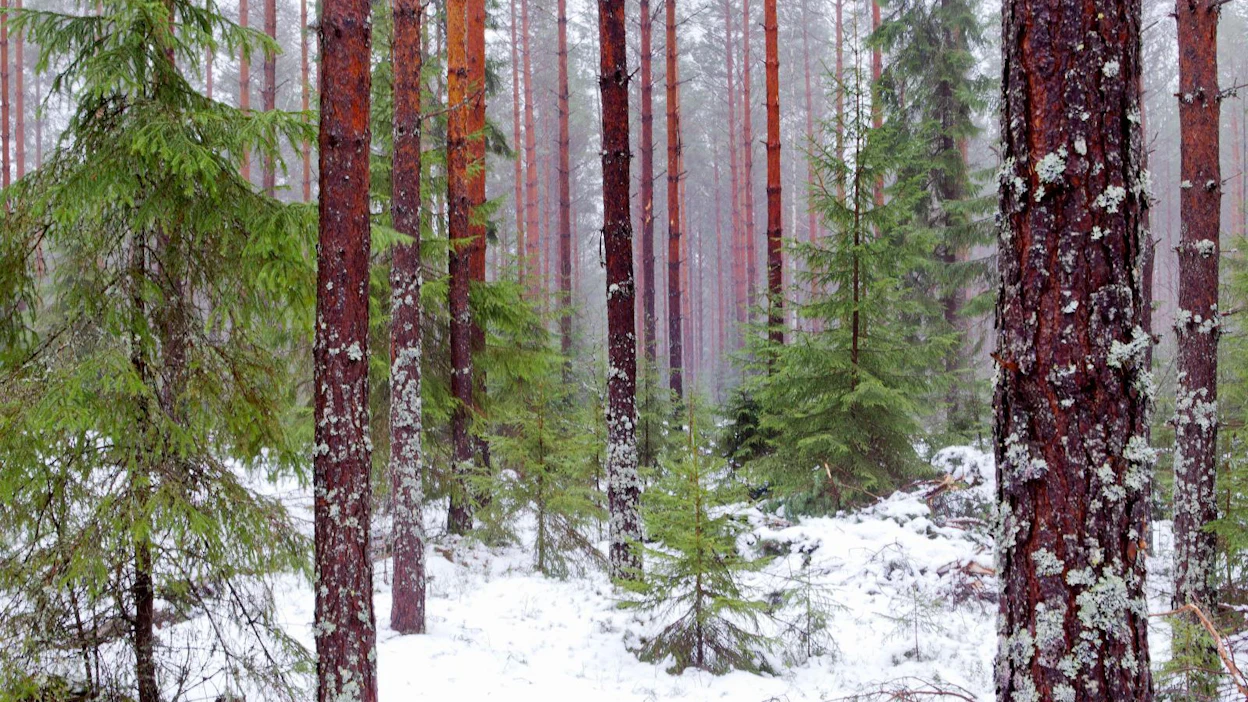 Metsänhoidon suositusten päivittämisessä mietitään, millaisilla toimenpiteillä voitaisiin edistää samaan aikaan sekä luonnonhoitoa että ilmastotoimia.