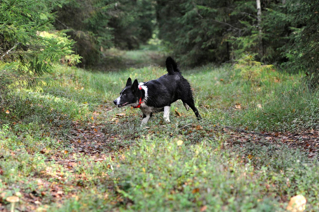 Metsästyskoira kannattaa hakea aina yöksi pois metsästä, neuvoo Suomen riistakeskus.