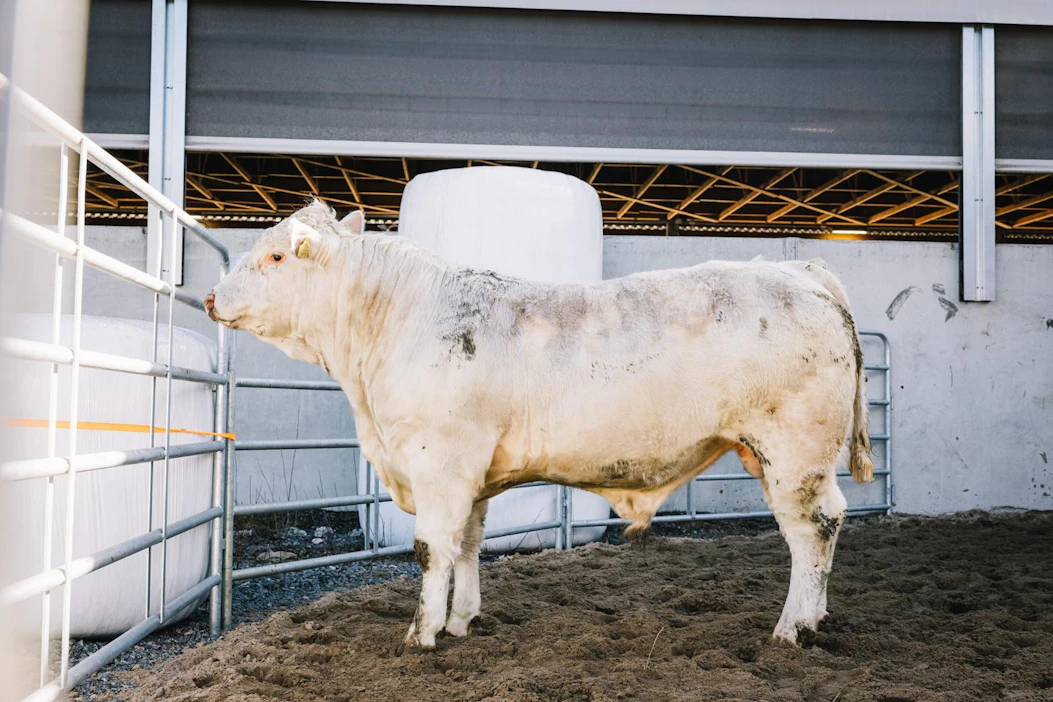 Charolais-rotuinen Alakedon Raqu oli toinen Atrian uuden hintaennätyksen tekijöistä.