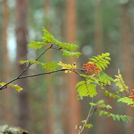 Suomessa kasvaa neljää pihlajalajia, joista yleisin on kotipihlaja.