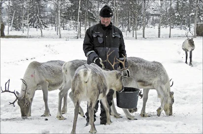 ”Poron ruokinta maksaa noin 300 euroa talvessa, säistä riippuen”, kertoo Syväjärven paliskunnan poromies Kalevi Seppälä. Kari Lindholm