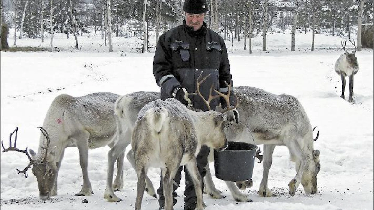 ”Poron ruokinta maksaa noin 300 euroa talvessa, säistä riippuen”, kertoo Syväjärven paliskunnan poromies Kalevi Seppälä. Kari Lindholm