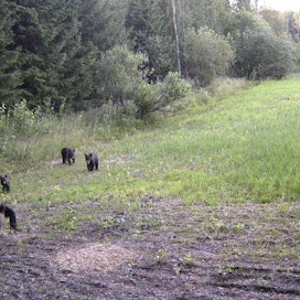 Lieksassa ammutun karhuemon viime vuonna syntyneiden poikasten arvellaan pärjäävän luonnossa omillaan.