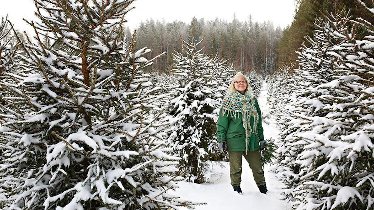 Marita Kärkkäisen mukaan asiakkaat arvostavat nyt lähellä kasvatettua kuusta. Hänen kuusitarhassa on eri ikäisiä kuusia noin neljän hehtaarin alalla.