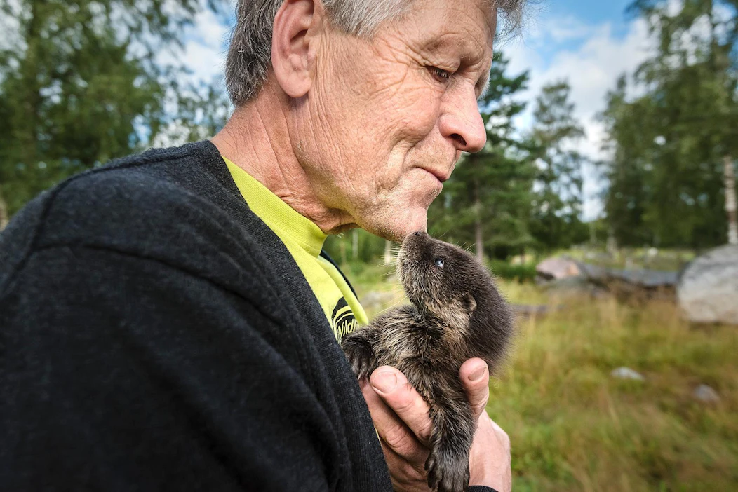 Saukko on leikkisä ja vauhdikas hoidokki. Tämä poikanen kiipesi Lapualla löytäjiensä lahkeita pitkin ja se päätettiin toimittaa Mustasaareen.