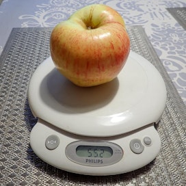 Omena painaa reilusti yli puoli kiloa. Päivän kasvisannos on siis tässä!