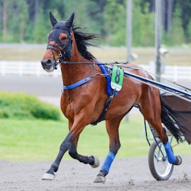 Tässä Borgmesterin rattailla istuva Tero Pohjolainen on kypsynyt hitaasti legendaarisesta hevosperheestä ammattivalmentajaksi.